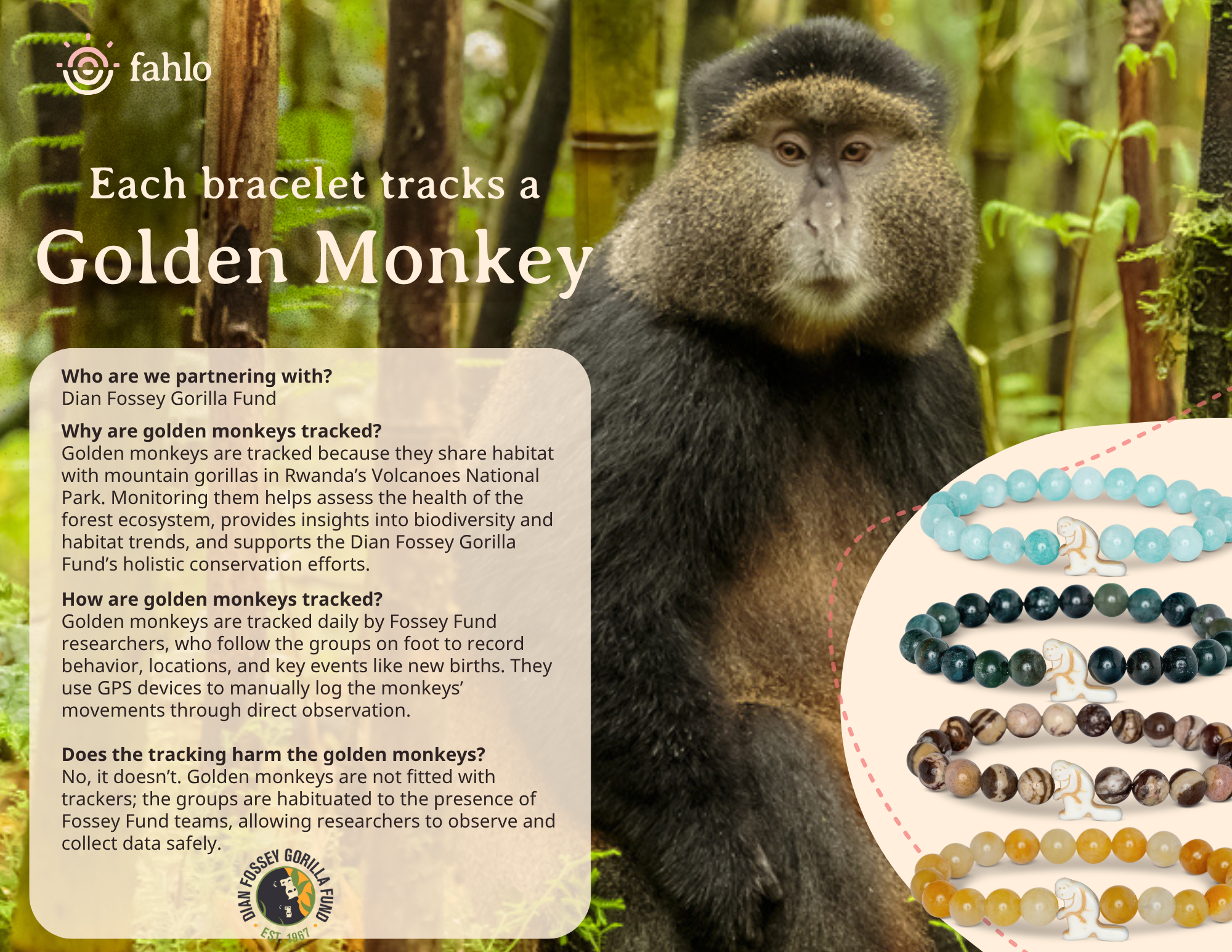 The Fahlo Swing Bracelet - Golden Monkey at ooh la la! in Grapevine TX 76051